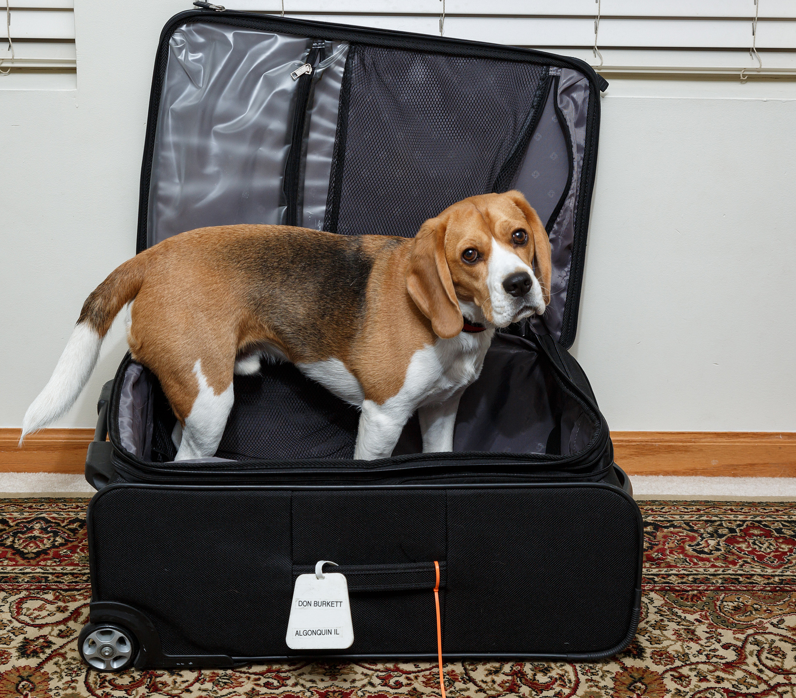 puppy suitcase keep your safe when disaster strikes rover puppy suitcase keep your safe when disaster strikes rover