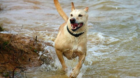 Dog running in water - best dog parks in houston