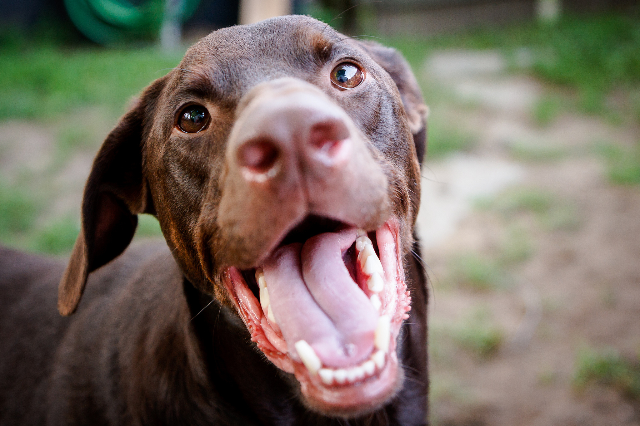 When do dogs lose their baby teeth?