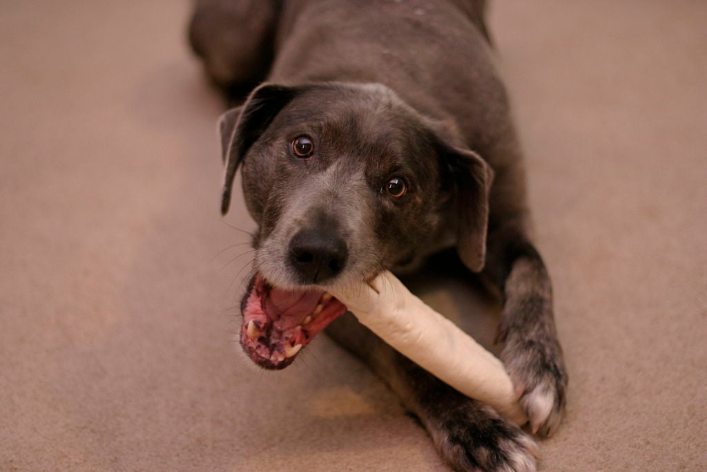 Dog chewing rawhide bone - my dog has bad breath