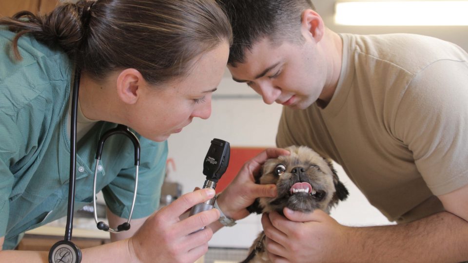 Dog at the vet - dog health insurance