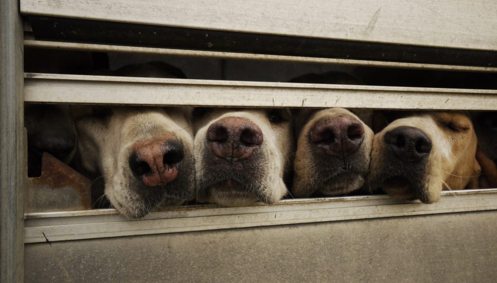 Dog Breeds That Can Smell Cancer Dog Breeds That Can Smell Cancer