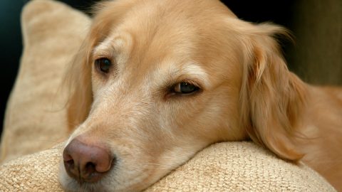 Golden retriever pillow - best dog friendly san francisco restaurants