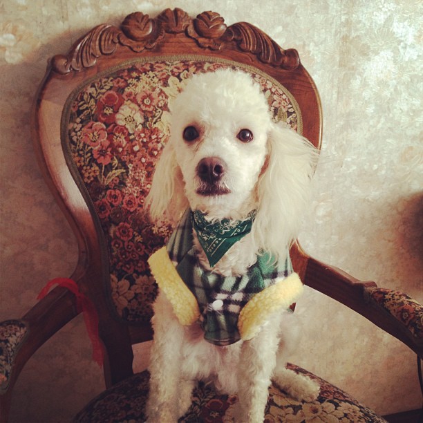 Dog hipster grandma