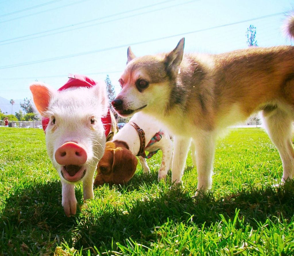 Hammy and dog - Hamlet the Pig