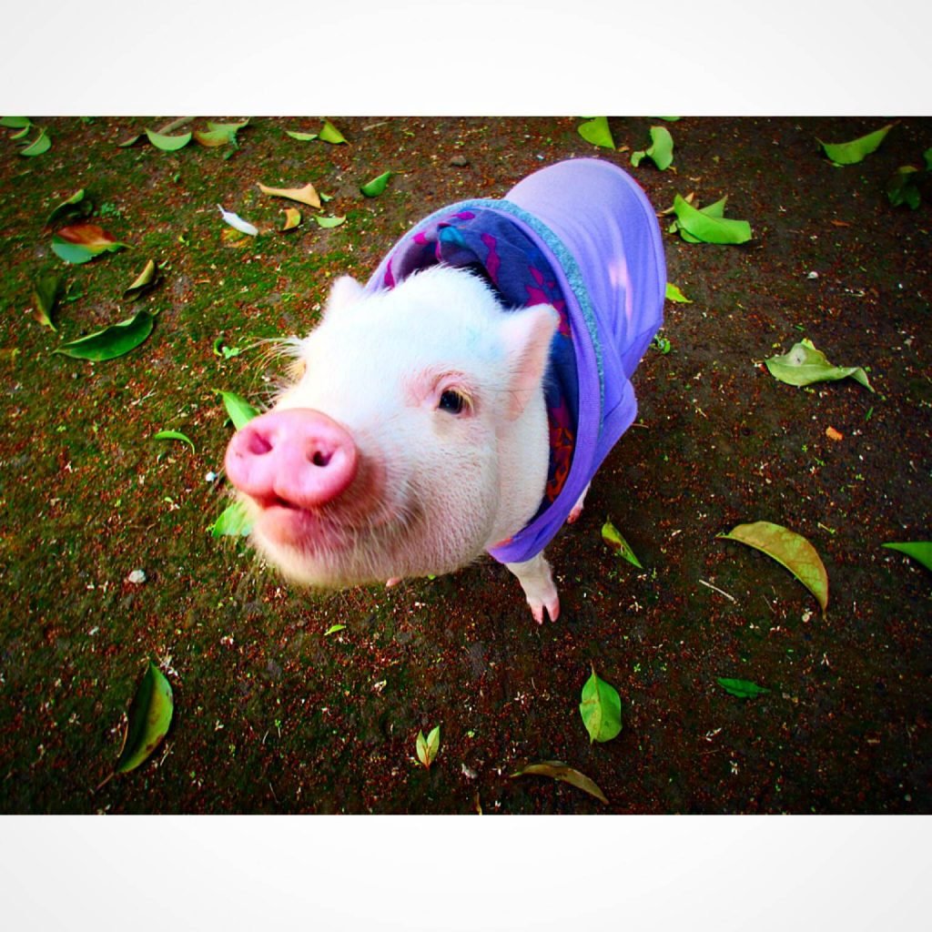 Hammy in the leaves - Hamlet the Pig