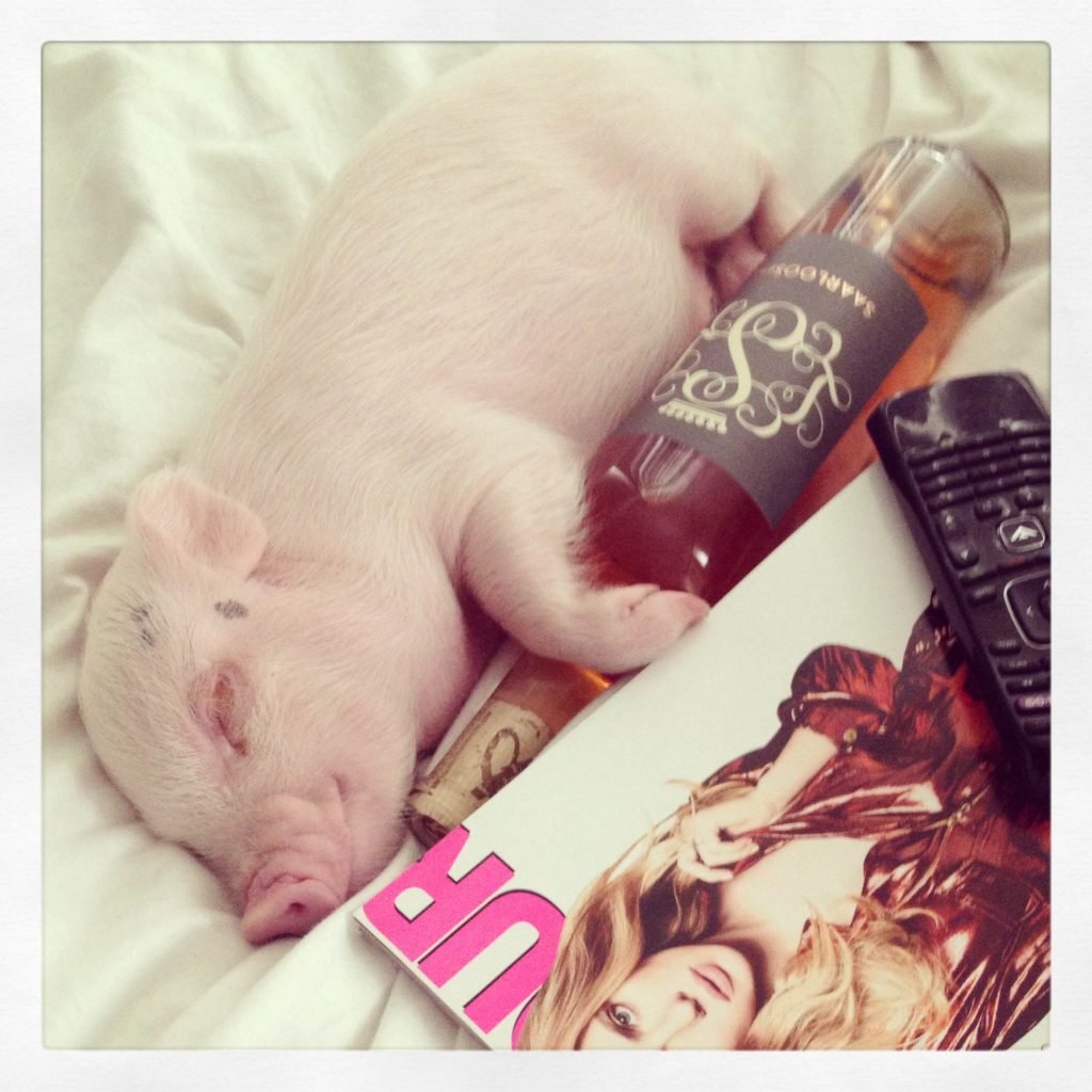 Hammy with bottle - Hamlet the Pig