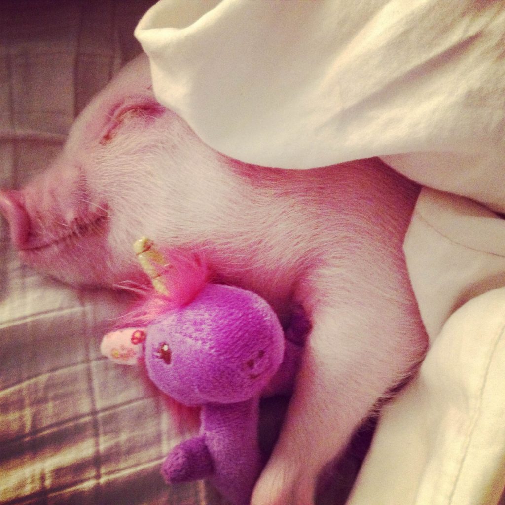 Hammy with toy - Hamlet the Pig