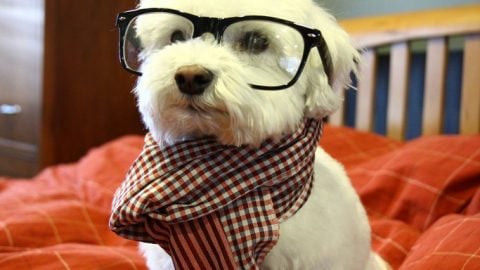 Super hipster dog in a scarf and glasses