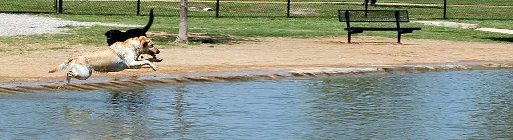 Best Houston dog park