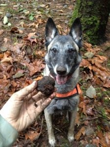 Interesting Dog Jobs Truffle Hound