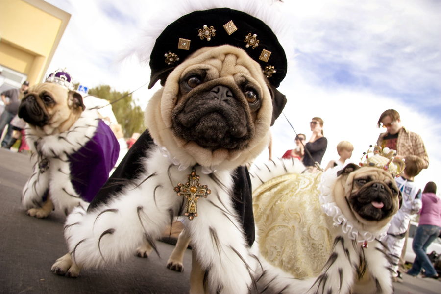 king pug diy costumes for all shapes and sizes rover king pug diy costumes for all shapes and sizes rover