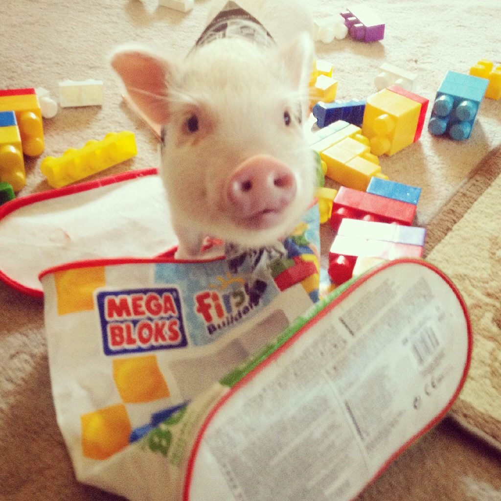 Messy Hammy - Hamlet the Pig