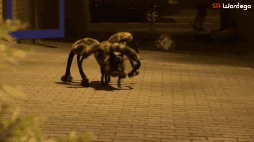 mutant-spider-dog.gif