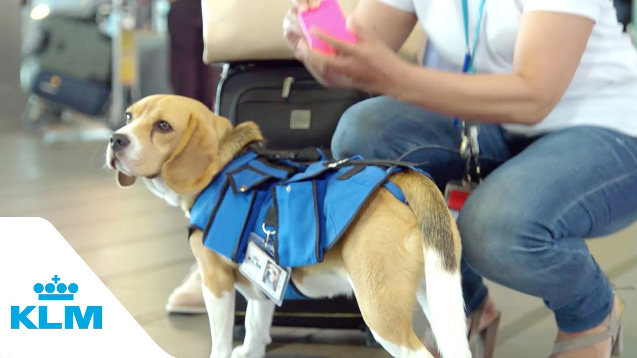 5 Incredible Dogs with Important Jobs Rover Blog