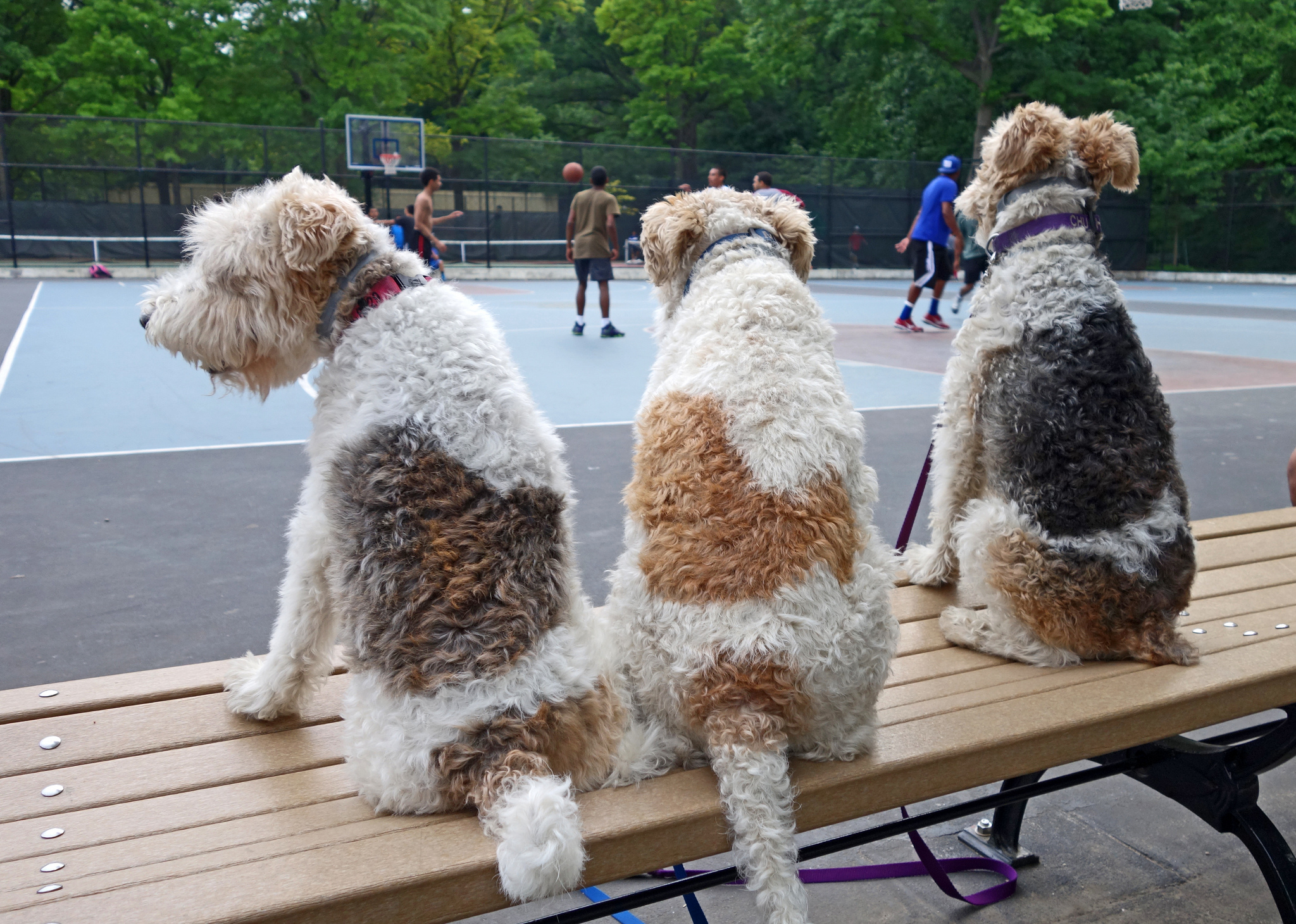 NYC neighborhood dogs