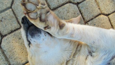 Dog paw - how to stop a dog's nail from bleeding