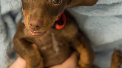 Little brown dog - why you should pet dogs