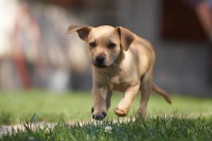 Pupping running - the truth about dognapping