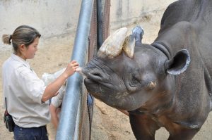 Rhino with zookeeper - dog behaviors