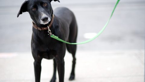 Sad dog on a leash - the truth about dognapping