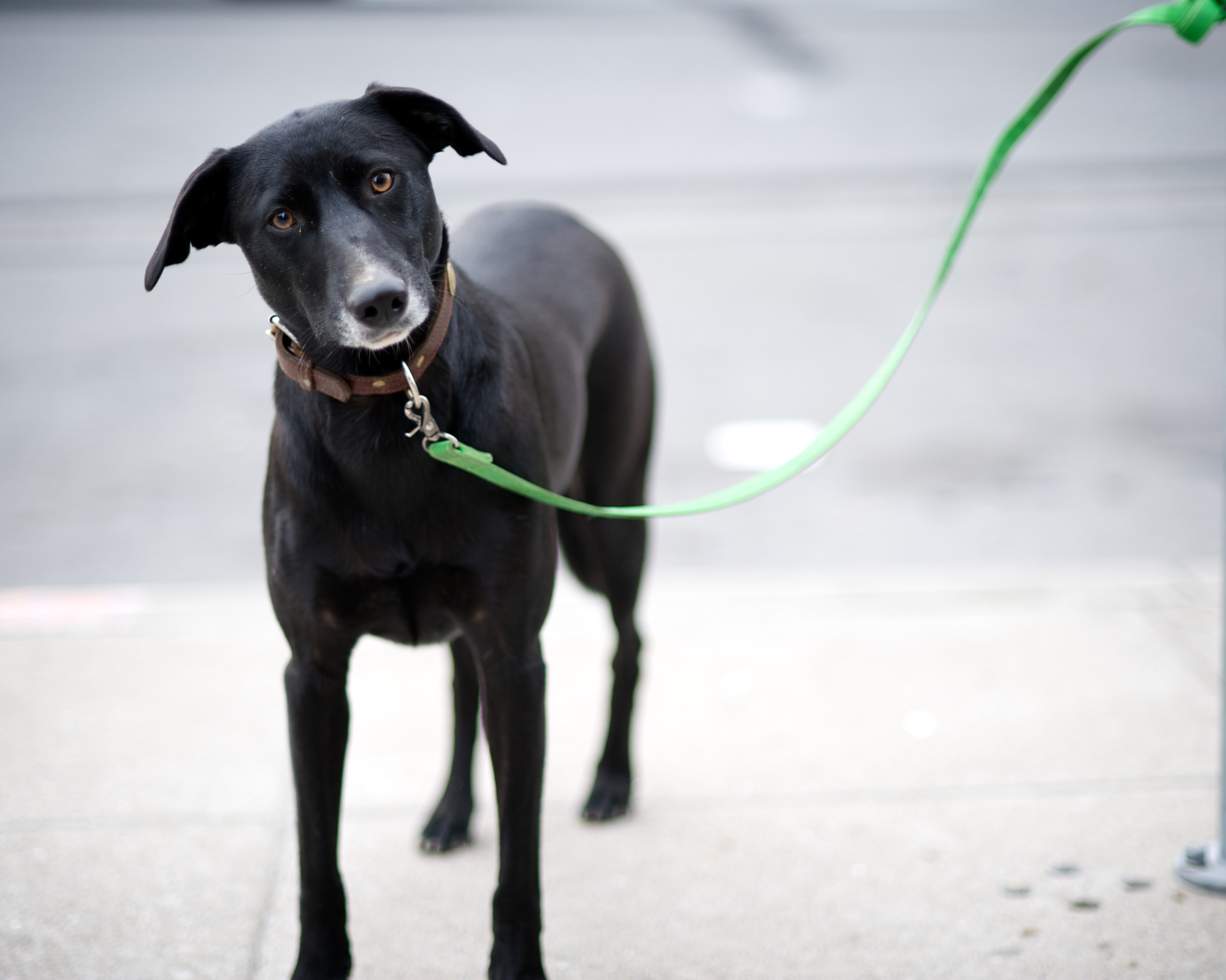 Best Dog Training Seattle Best Dog Training Seattle