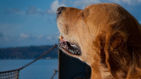 Seattle ferry dog