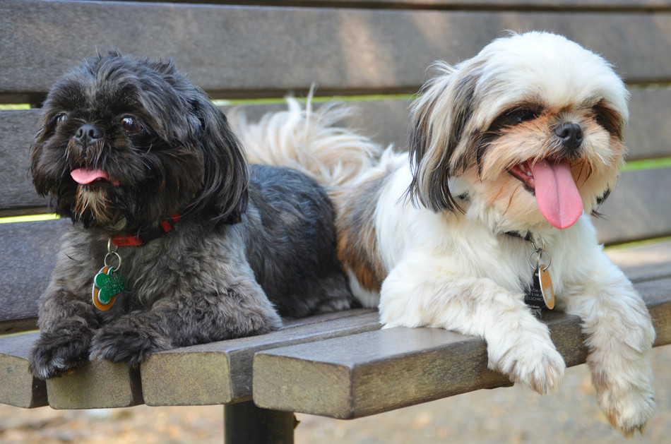 Shi Tzu in the park - NYC dog lover