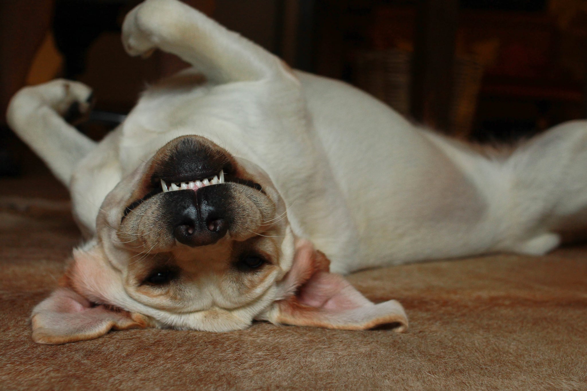 How to Brush Your Dog�s Teeth (and Keep Your Fingers)