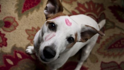 Terrier kiss - which terrier is your soulmate