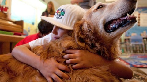 Therapy dogs