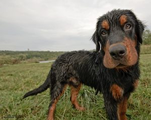 Wet dog - rainy day dog
