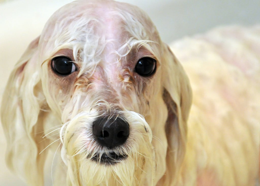 Why Do Dogs Freak Out After Baths