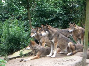 wolf pack - dog behavior