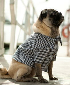 Fall fashion for dogs - pug in a shirt