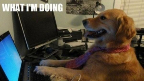 Bailey at a computer - I have no idea what I'm doing dog