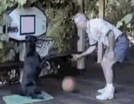 Dog dunks basketball
