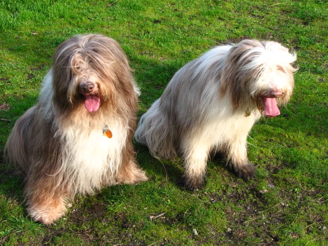 Two Bearded Collies sitting in grass