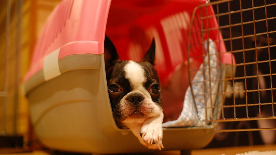 The Best Dog Crates For Puppies From Soft Sided To Furniture Grade Boston Terrier Where Do Small Dogs Come From
