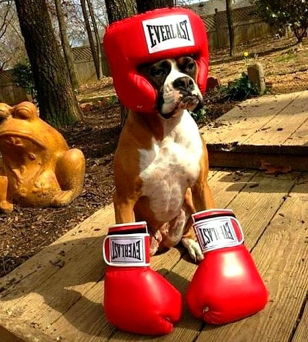 boxer dog halloween costume