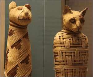 cat mummies of the British Museum