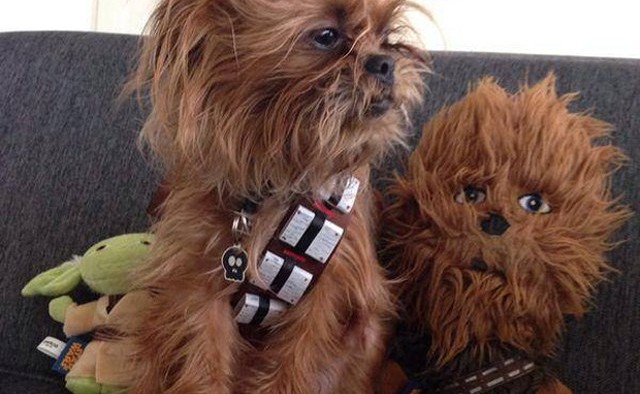 chewbacca yorkie 9 dogs who totally nailed rover chewbacca yorkie 9 dogs who totally nailed rover