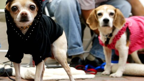 Two dogs in cute outfits - fall fashion for dogs