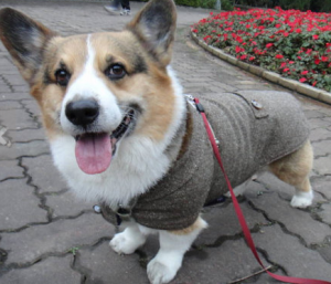 Corgi outfit - fall fashion for dogs
