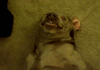 creepy dogs 7 dogs totally creeping on you rover creepy dogs 7 dogs totally creeping on you rover