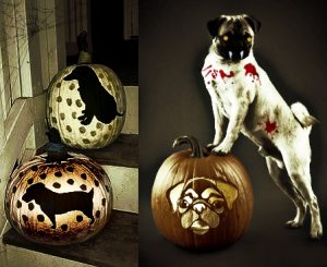 The Best Dog Treats and Tricks for Halloween The Dog People by Rover com