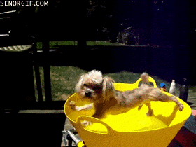 when can i bathe my puppy the 5 stages of bathing your rover when can i bathe my puppy the 5 stages of bathing your rover