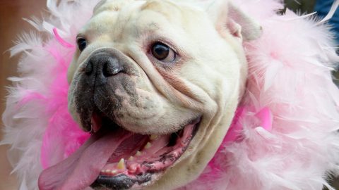 Bulldog in a boa - Los Angeles dog events