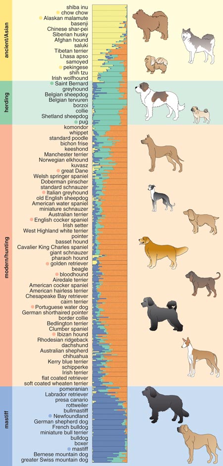 breed closest to wolf excellent closest breed to wolf roselawnlutheran breed closest to wolf excellent closest breed to wolf roselawnlutheran