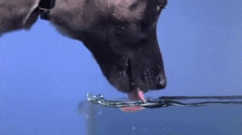 slow motion dog drinking water